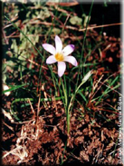 Romulea bulbocodium