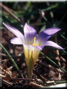 Romulea clusiana