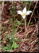 Romulea ramiflora subsp. gaditana