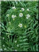 Rorippa nasturtium-aquaticum