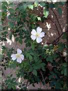 Rosa canina