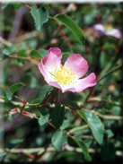 Rosa pouzinii