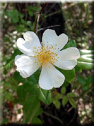 Rosa sempervirens