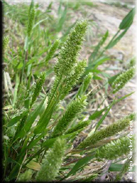 Rostraria cristata