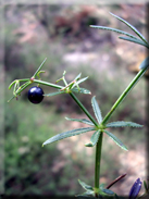 Rubia peregrina subsp. agostinhoi