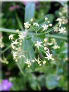 Rubia peregrina subsp. peregrina
