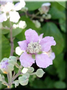 Rubus ulmifolius