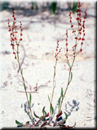 Rumex acetosella subsp. angiocarpus