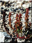 Rumex bucephalophorus subsp. gallicus