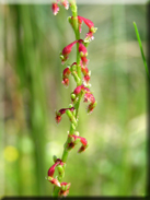 Rumex bucephalophorus subsp. hispanicus