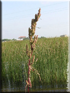 Rumex crispus