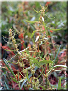 Rumex palustris