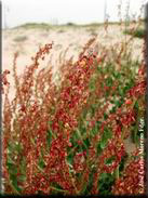 Rumex roseus