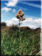 Rumex thyrsoides