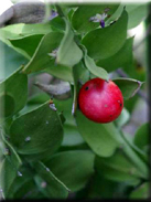 Ruscus aculeatus