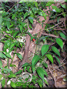 Ruscus hypophyllum
