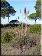 Saccharum ravennae