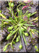 Sagina maritima