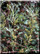 Salix eleagnos