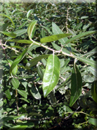 Salix pedicellata