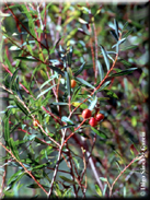Salix purpurea var. lambertiana