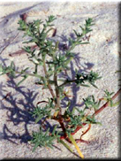 Salsola kali