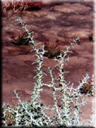 Salsola soda