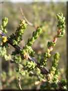 Salsola vermiculata