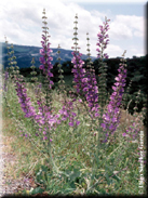 Salvia barrelieri