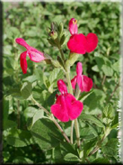 Salvia microphylla