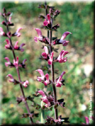 Salvia sclareoides