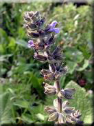 Salvia verbenaca