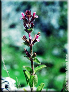 Salvia viridis