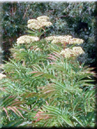 Sambucus ebulus