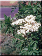 Sambucus nigra