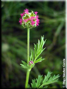 Sanguisorba minor subsp. magnolii