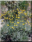 Santolina chamaecyparissus subsp. chamaecyparissus