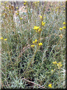 Santolina rosmarinifolia subsp. canescens