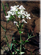 Saponaria officinalis