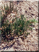 Sarcocornia perennis subsp. perennis