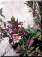 Satureja alpina subsp. meridionalis