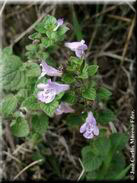 Satureja nepeta subsp. glandulosa