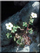 Saxifraga bourgeana