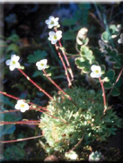 Saxifraga globulifera