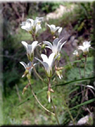 Saxifraga granulata