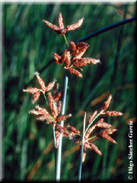 Schoenoplectus lacustris subsp. glaucus