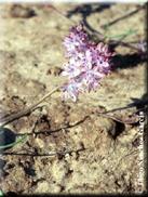 Scilla autumnalis