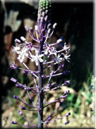 Scilla hyacinthoides