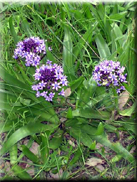 Scilla peruviana