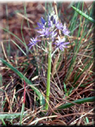 Scilla ramburei